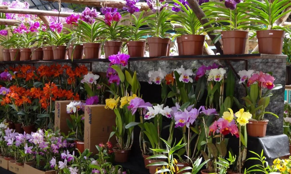 Sábado se realizará feria de orquídeas en CDE